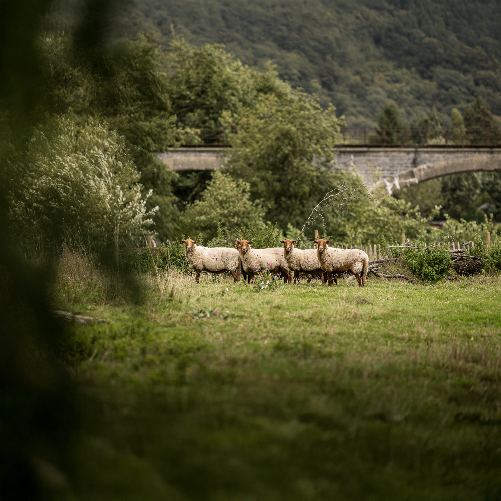 Schafe wachen über Mensch und Natur.
